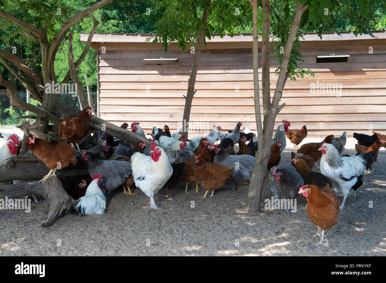 Free range chicken on a traditional poultry farm, France Stock Photo
