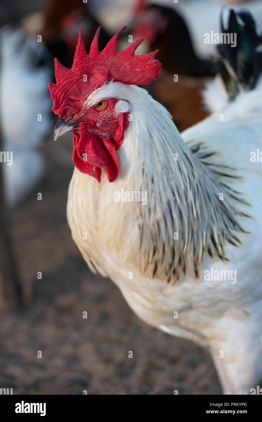 Free range chicken on a traditional poultry farm, France Stock Photo - Alamy