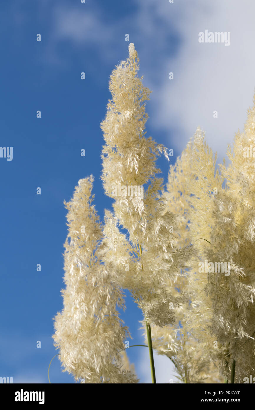 British pampas grass hires stock photography and images Alamy