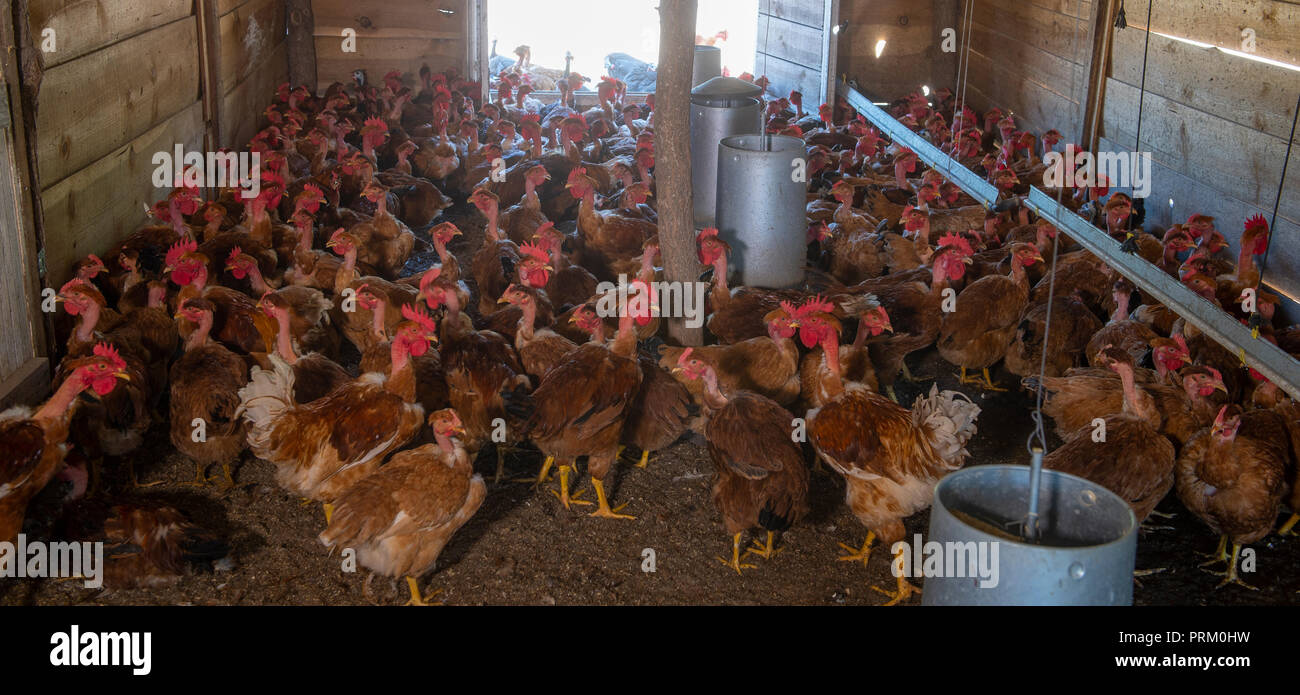 free range poultry farm free range poultry farm