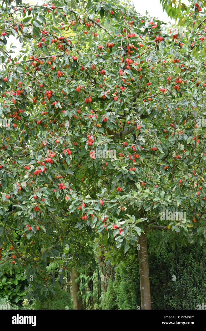 Crab apple tree in bloom Stock Photo Alamy