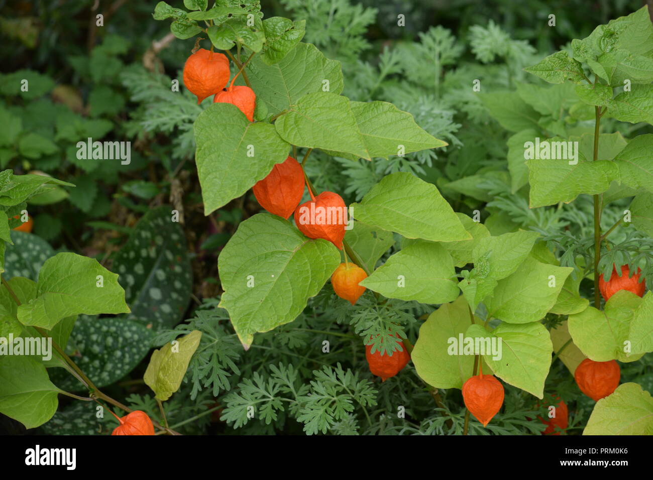Chinese lantern plant, Physalis alkekengi Stock Photo Alamy
