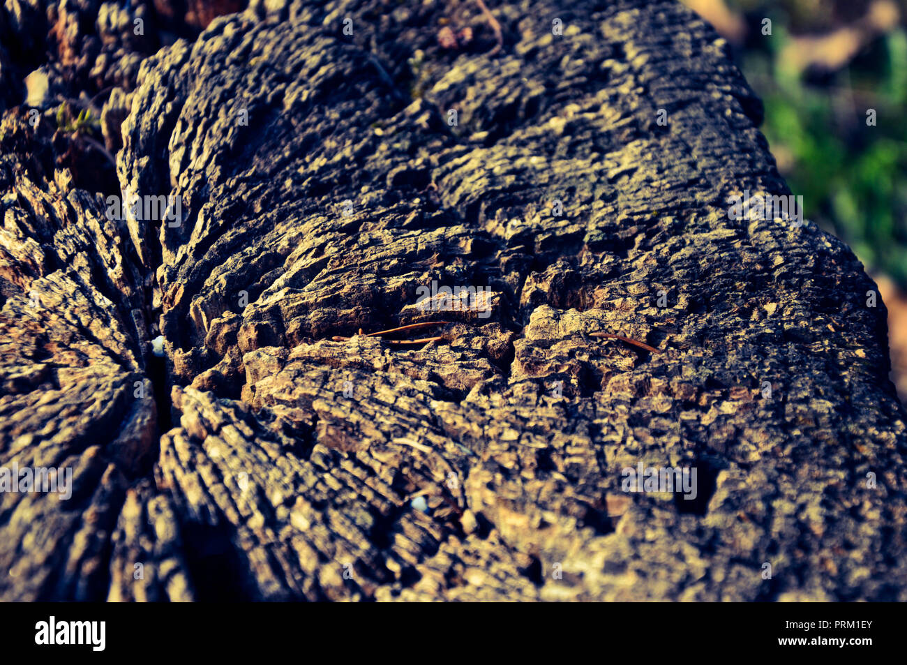 Flora erde hi-res stock photography and images - Alamy