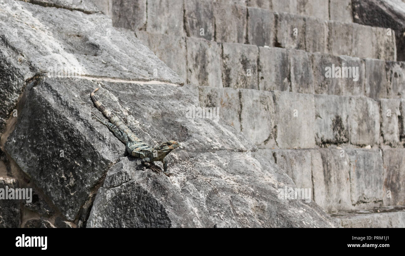 Lizard on steps of a ruin at the archaeological Mayan Chichen Itza site. Stock Photo