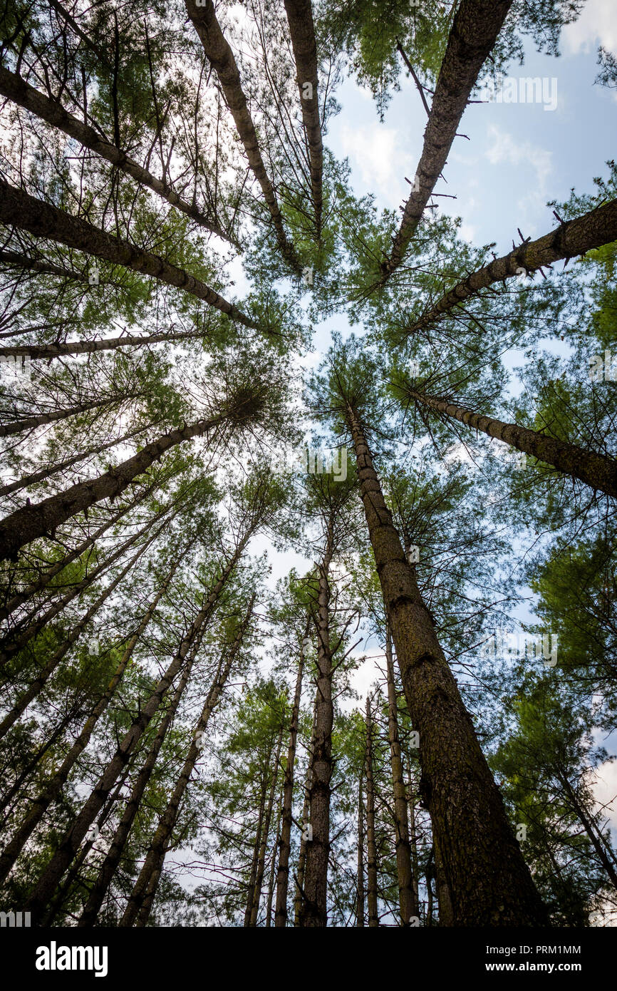 Looking Up Through Trees Stock Photos & Looking Up Through Trees Stock