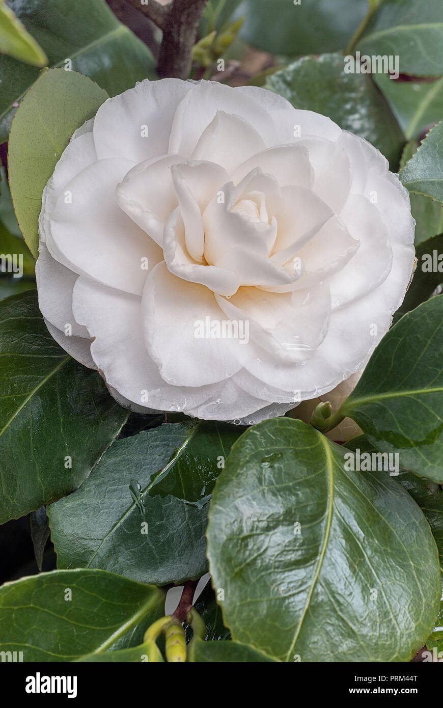 Camellia cultivar (Camellia japonica cv. Imbricata Alba; Theaceae), evergreen shurb, rose-form flowers, imbricated white petals Stock Photo