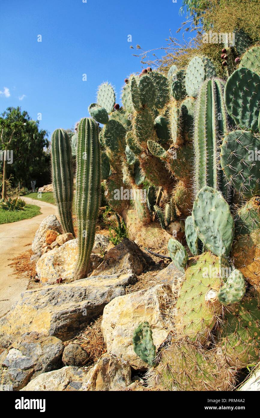 cactus man shirts Men's Cactus Botanical Chart T-Shirt Small / Black main image 1