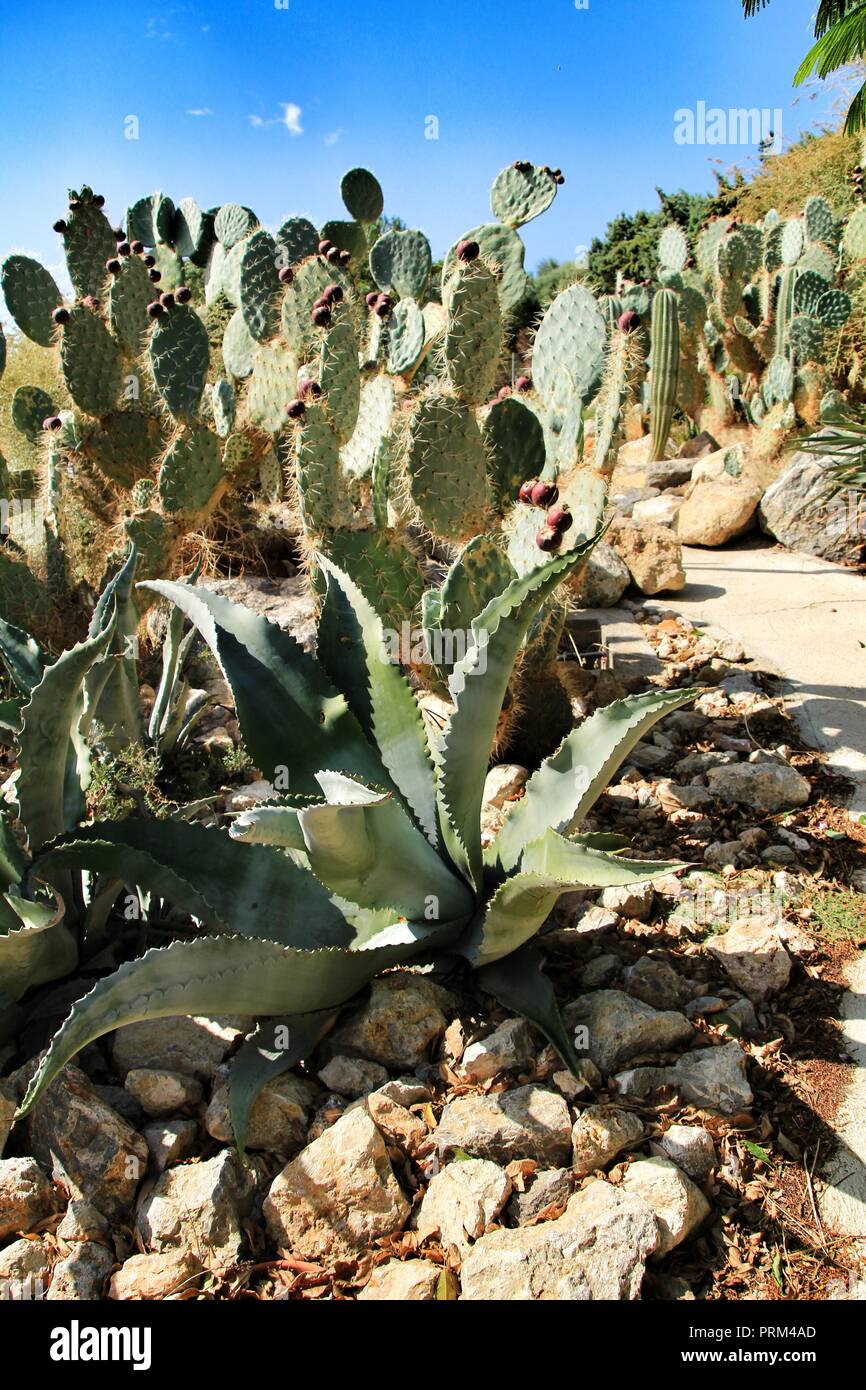 Beautiful Cactus garden in Cabo de Gata, Nijar, Almeria, under the sun  Stock Photo - Alamy