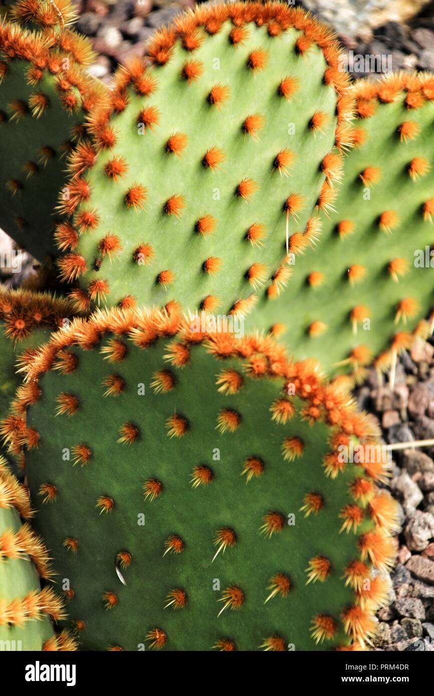 Opuntia aciculata cactus plant texture in the garden under the sun in Nijar, Almeria, Spain Stock Photo
