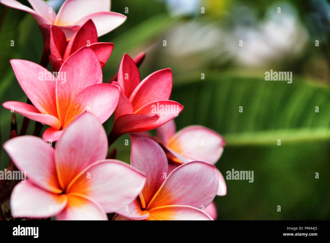 Beautiful Mexican Plumeria flowers in the garden under the sun Stock Photo