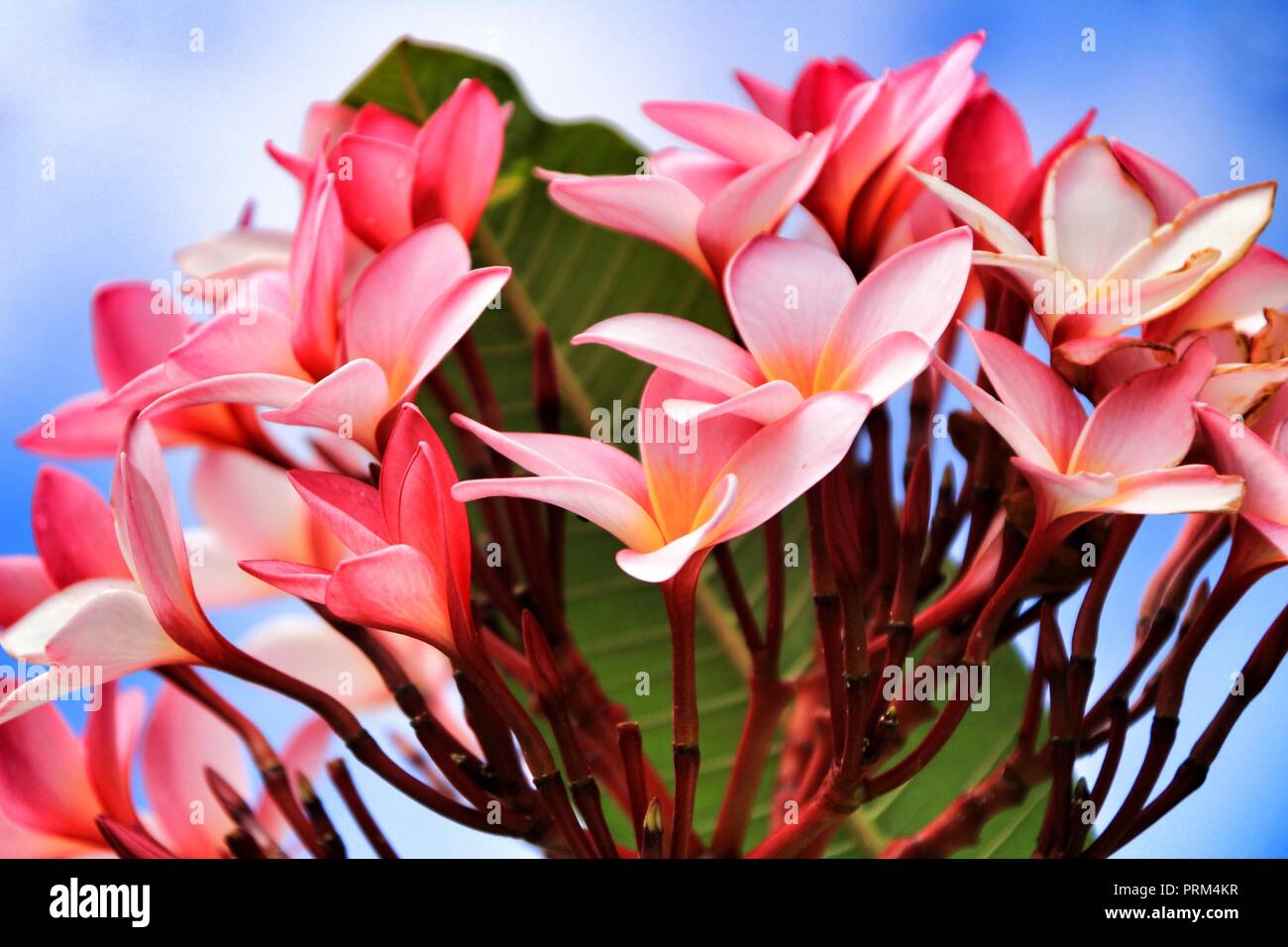Beautiful Mexican Plumeria flowers in the garden under the sun Stock Photo