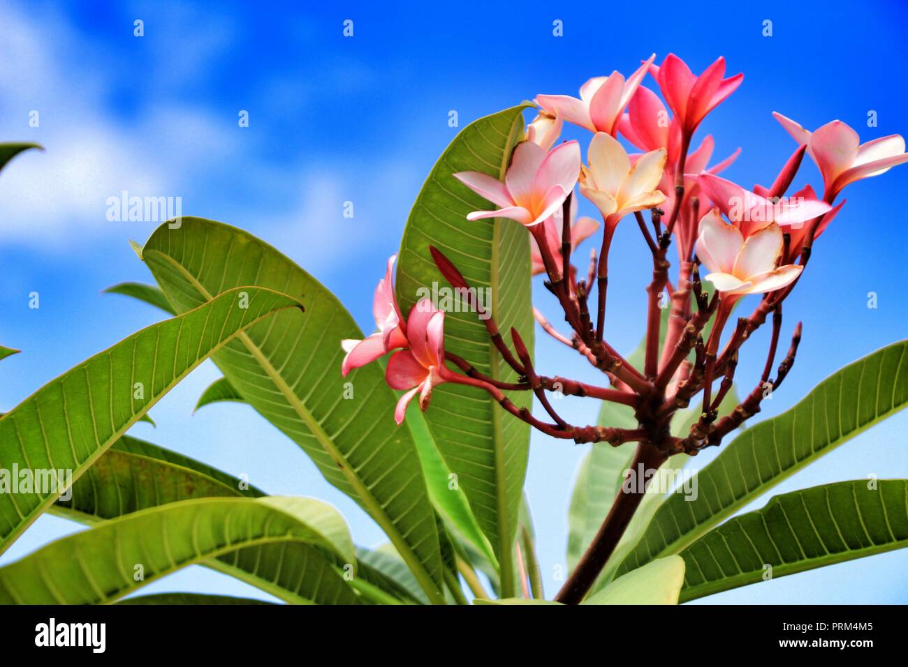 Beautiful Mexican Plumeria flowers in the garden under the sun Stock Photo