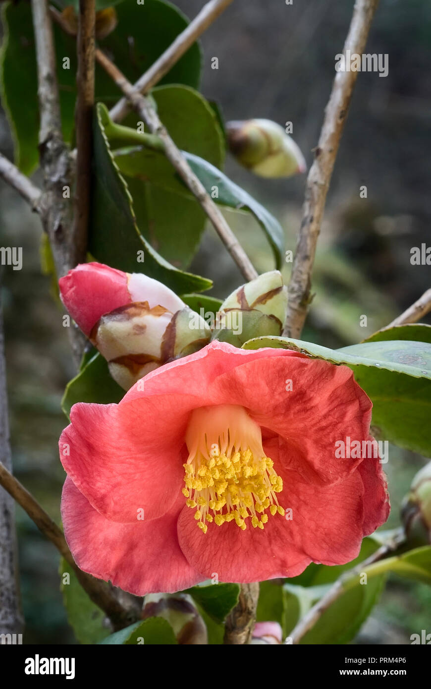 Camellia soulangiana (Camellia japonica cv. soulangiana, Theaceae), evergreen shurb, simple flowers, red blosson Stock Photo