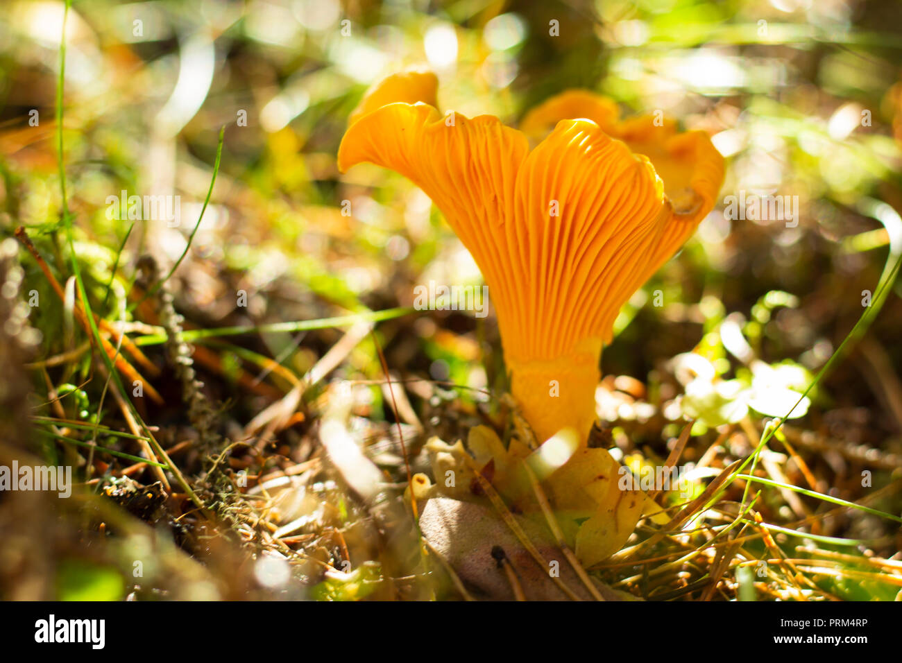 Isolated chanterelle in a forest. Shallow depth of field, bright background. Stock Photo