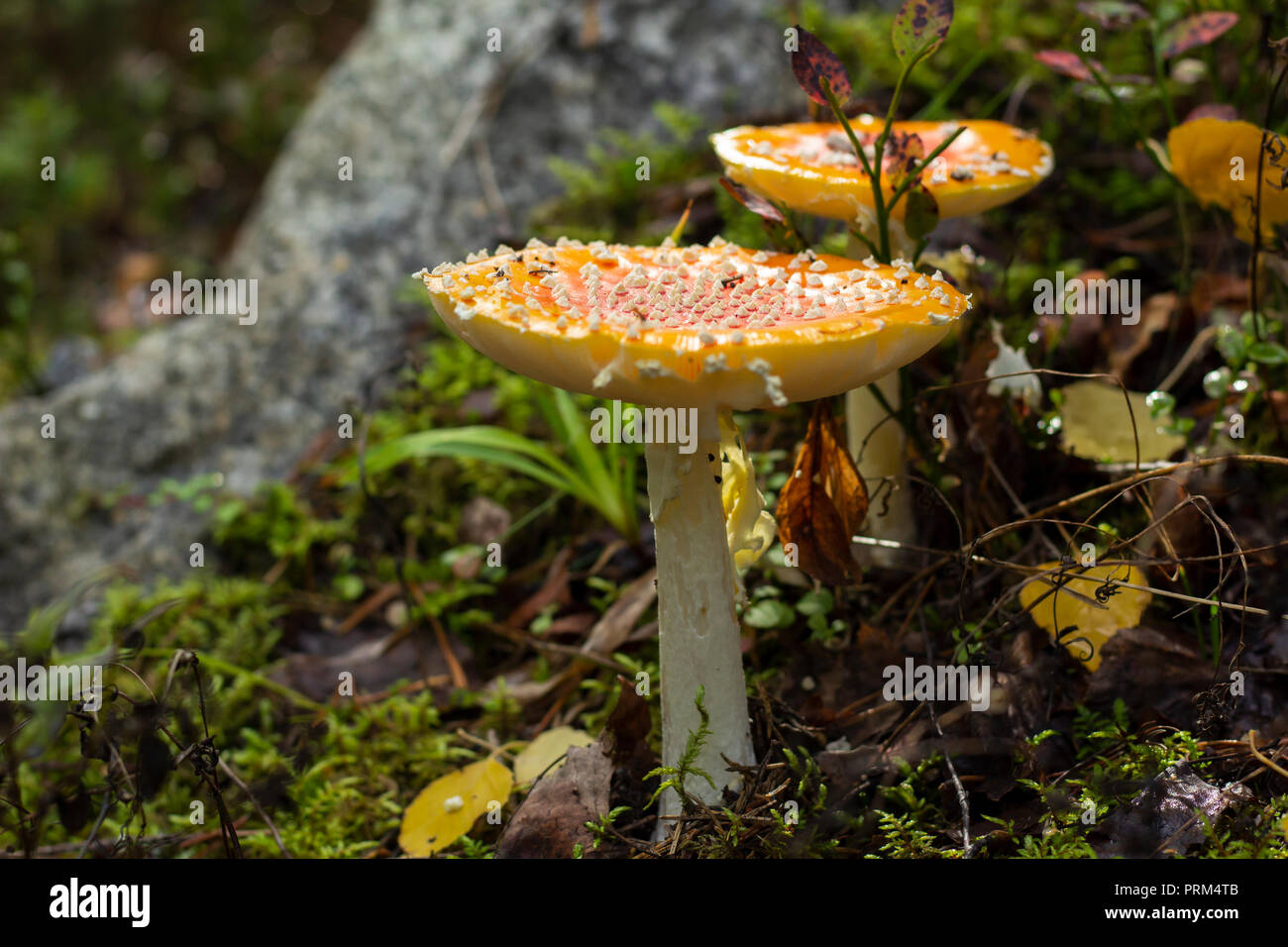 Two fly amanita mushrooms in a forest. Stock Photo