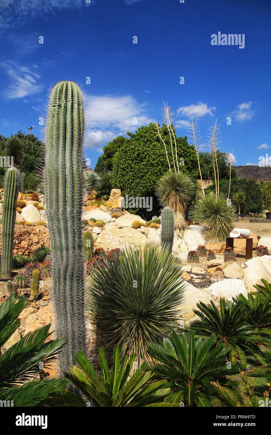 cactus ceramics Cactus Affinity main image 0