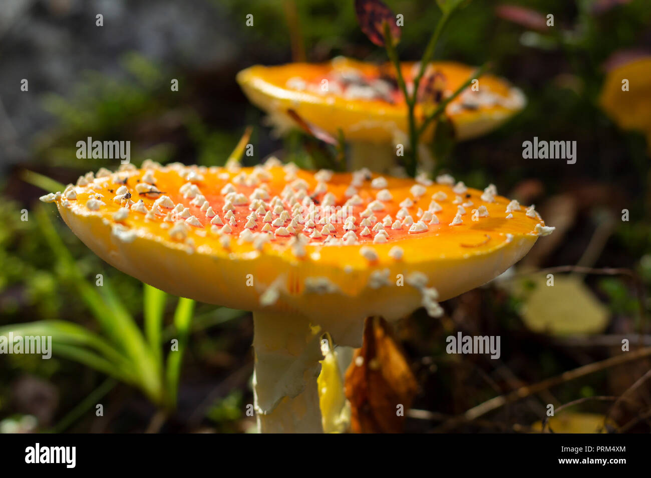 Close up of fly amanita mushrooms in a forest. Shallow depth of field. Stock Photo