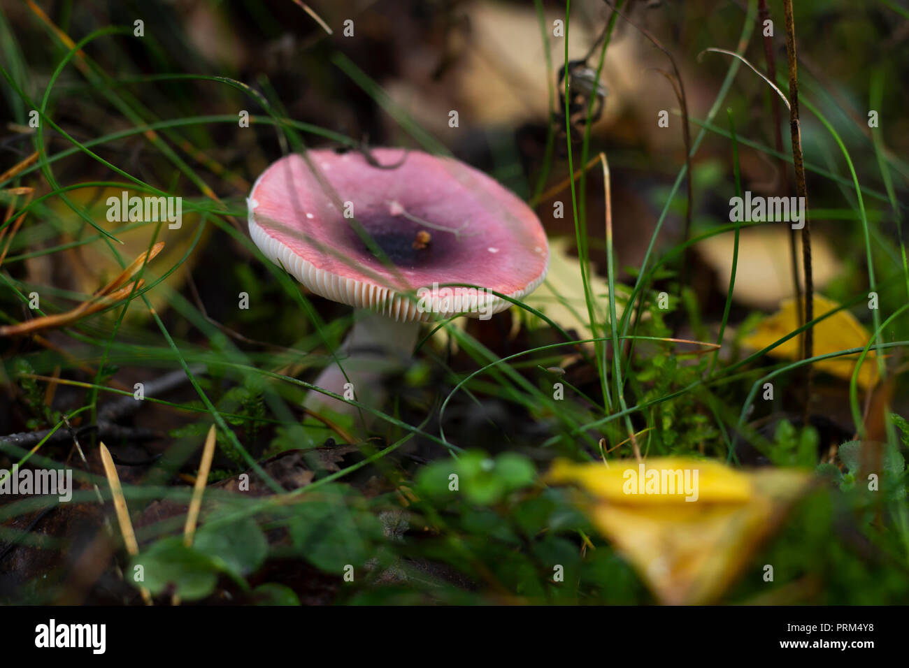 Russula obscura mushroom in a swedish forest. Horizontal. Stock Photo