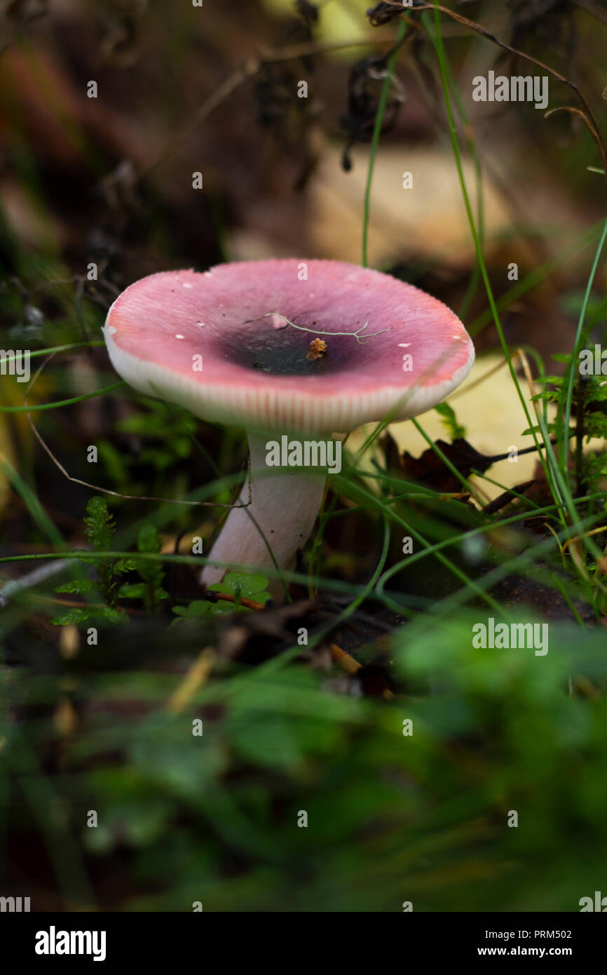 Darkening brittlegill, aka russula vinosa or obscura, mushroom in a forest. Vertical. Stock Photo