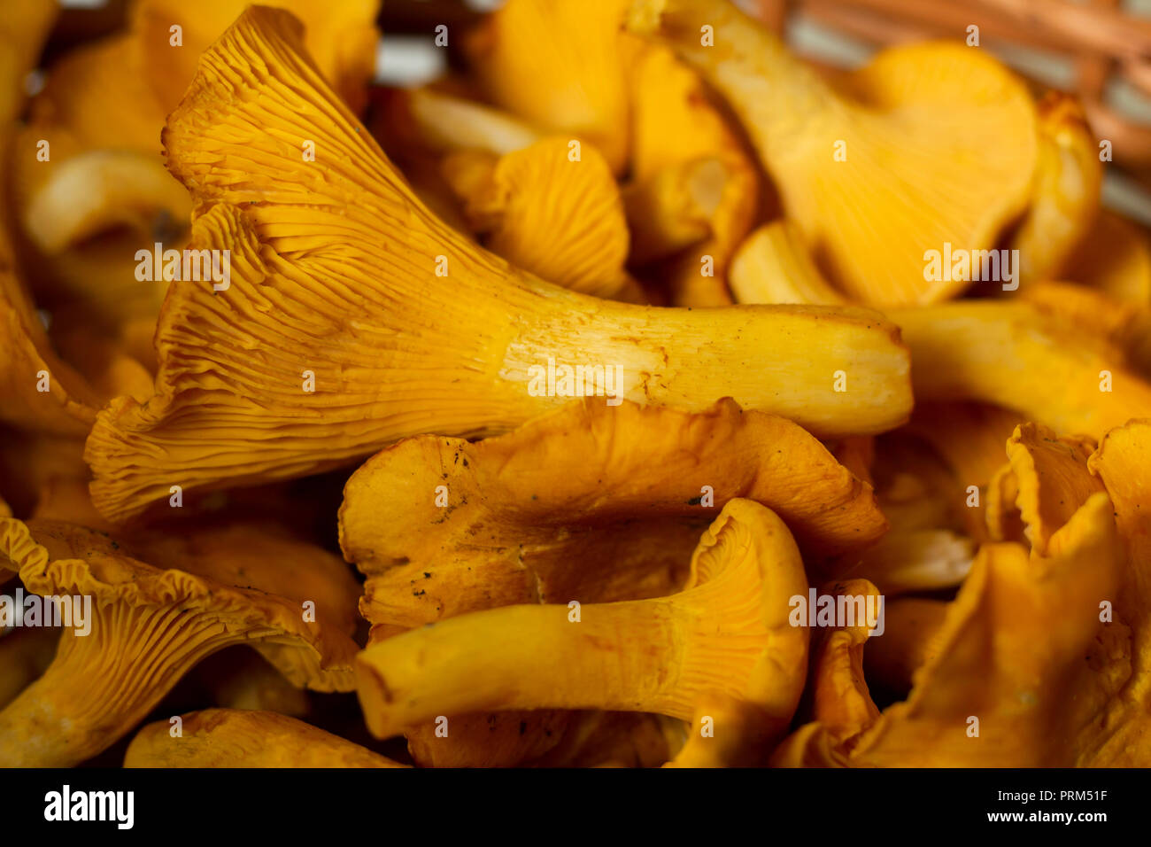 https://c8.alamy.com/comp/PRM51F/close-up-of-chanterelles-and-mushroom-brush-in-basket-PRM51F.jpg