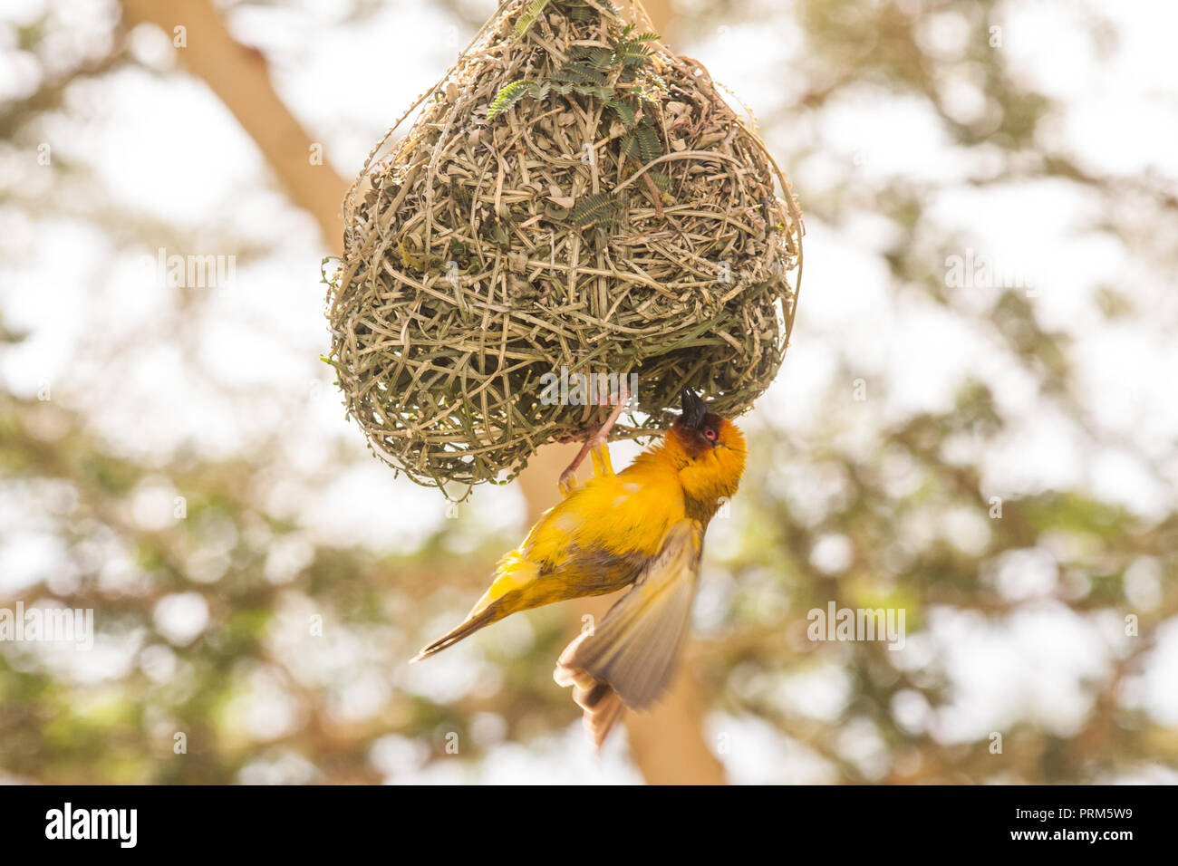 Masked Weaver Bird, Bankouale Camp Djibouti Stock Photo