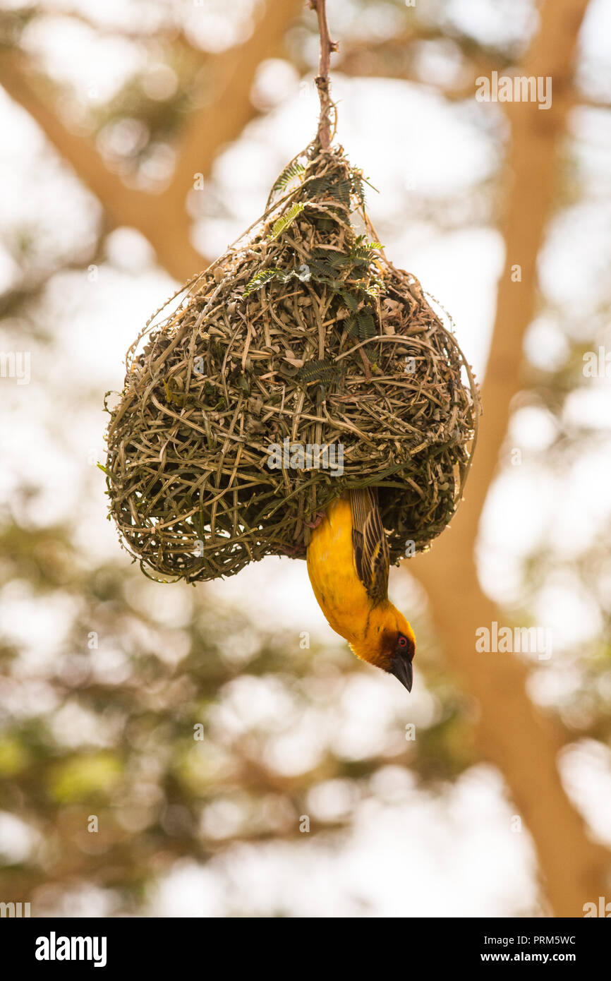 Masked Weaver Bird, Bankouale Camp Djibouti Stock Photo