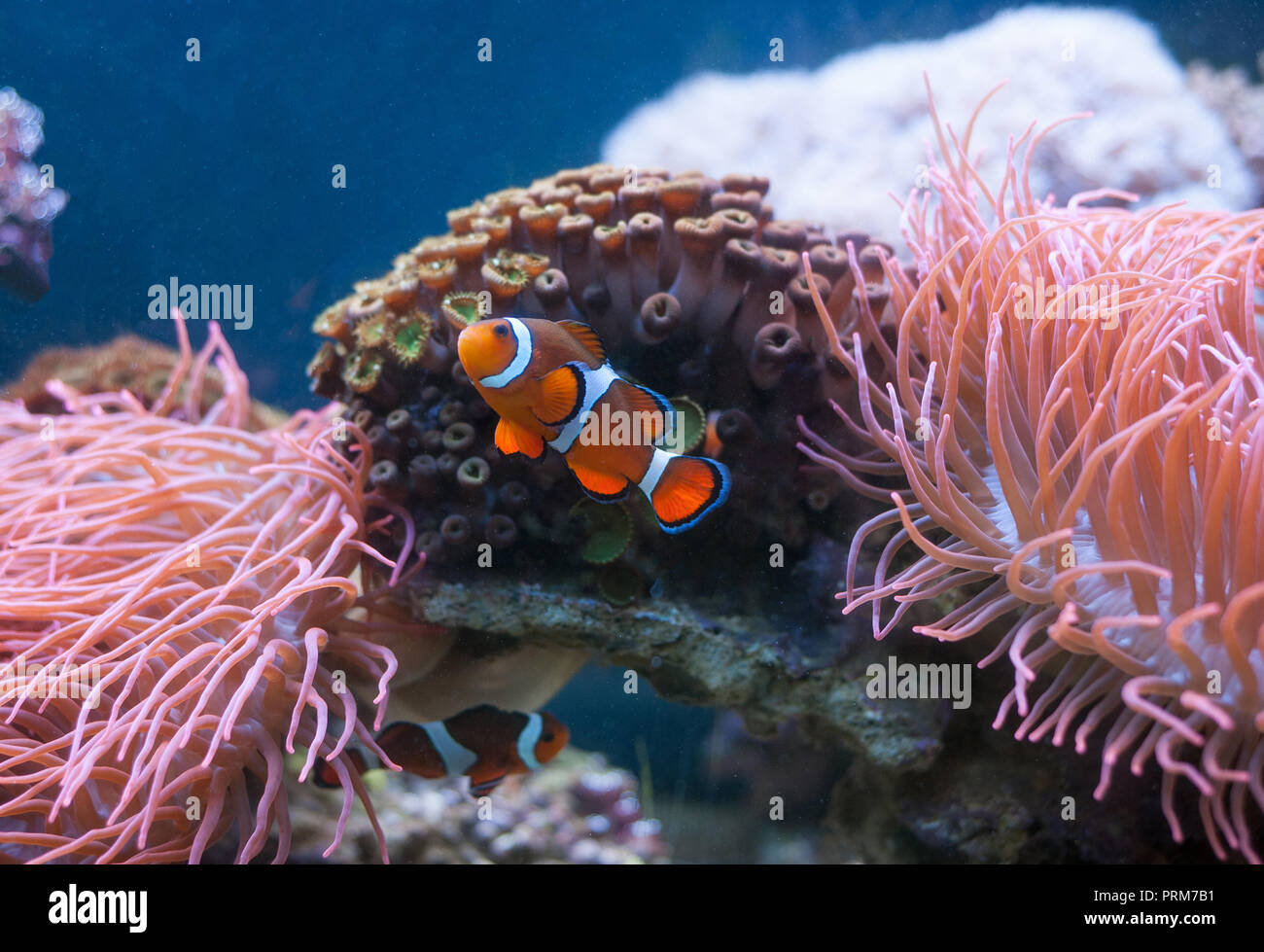 Clown fish and Sea Anemone and in aquarium. Marine life. Stock Photo