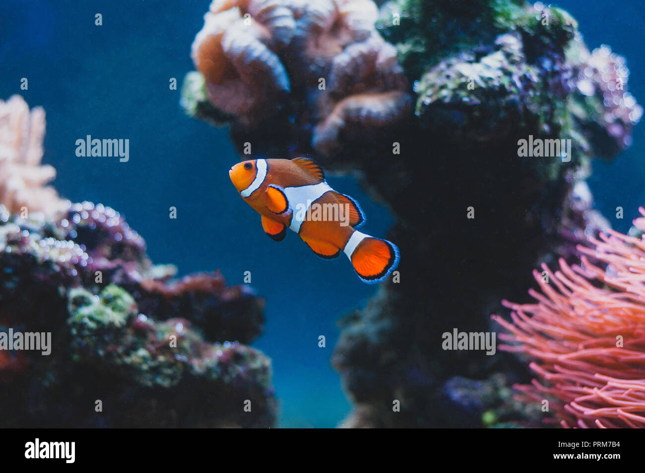 Clown fish and Sea Anemone and in aquarium. Marine life. Stock Photo