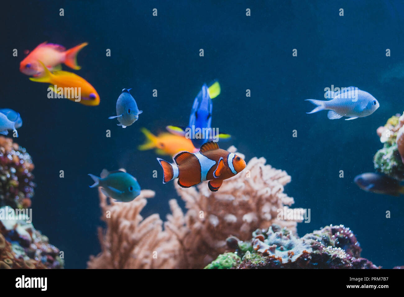 Aquarium colourfull different fishes in deep blue water Stock Photo