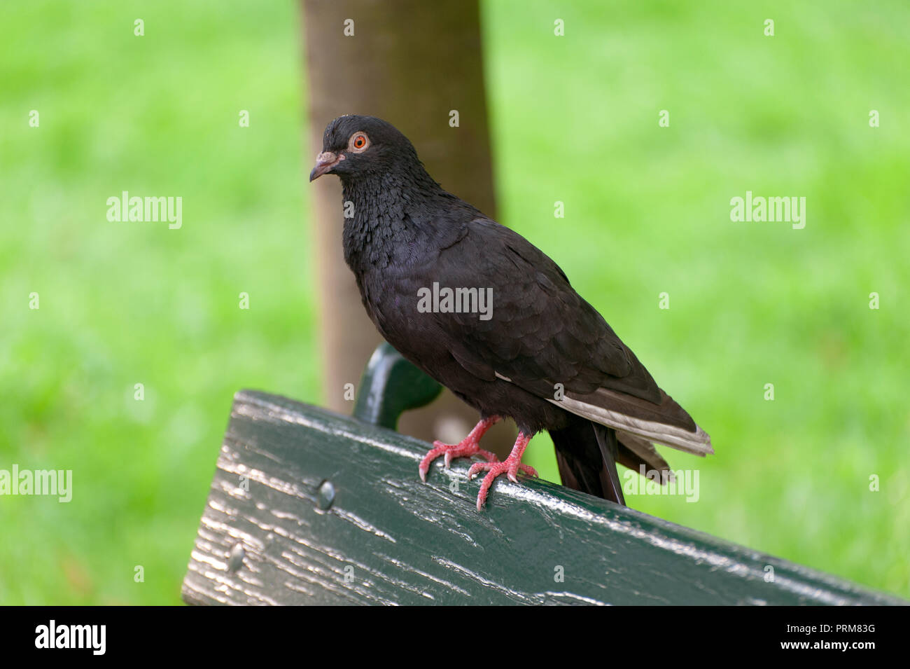 Black Dove Bird Images