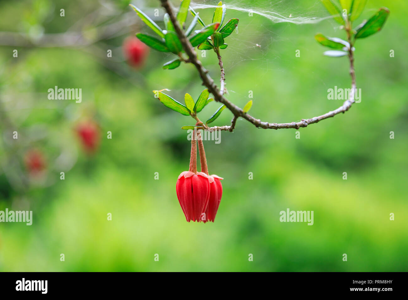 Chilean lantern tree, Crinodendron Hookerianum Stock Photo