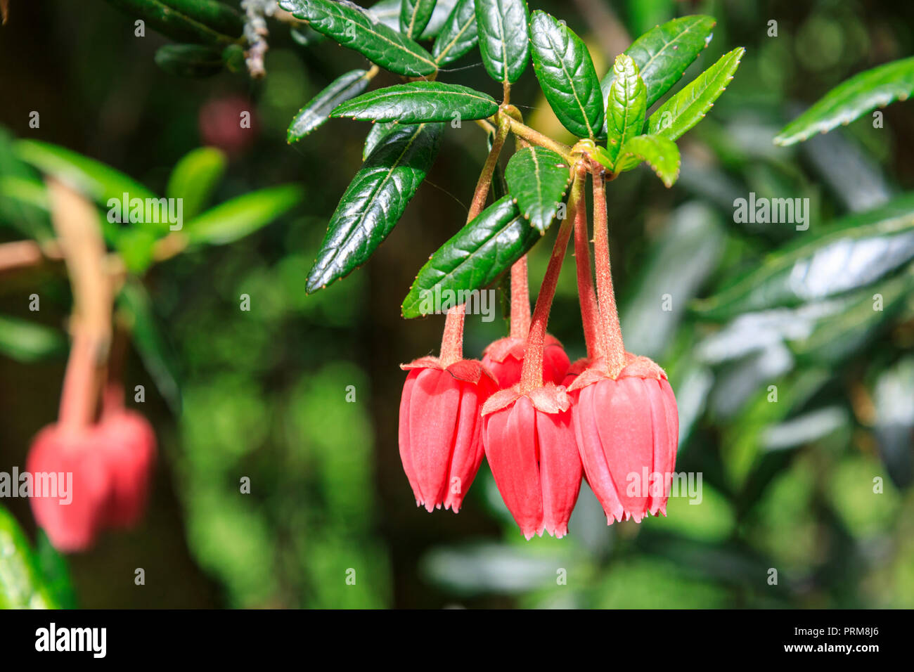 Chilean lantern tree, Crinodendron Hookerianum Stock Photo