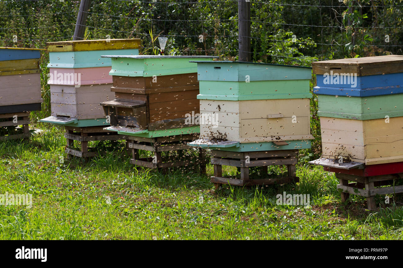 Hives of bees in the apiary Stock Photo Alamy