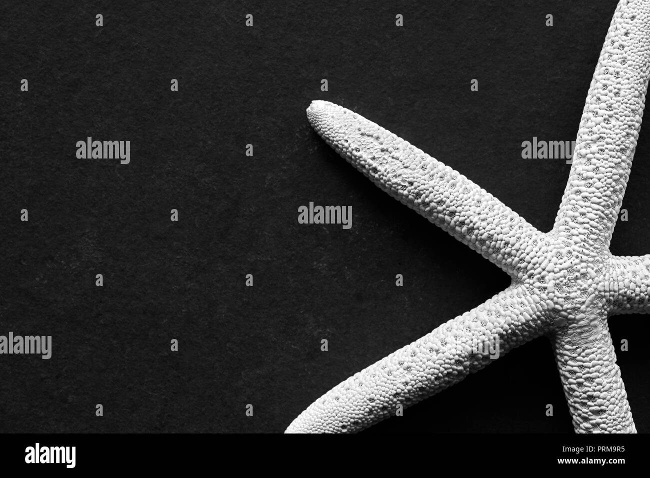 Black and white close up picture of a starfish on a dark background, selective focus. Stock Photo