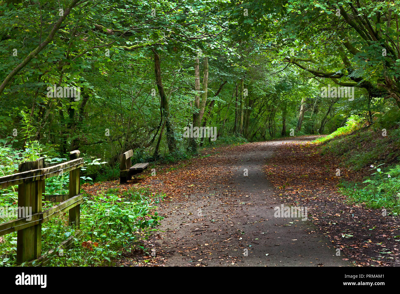 Woodland walk with dappled light in early Autumn, Wales,UK Stock Photo
