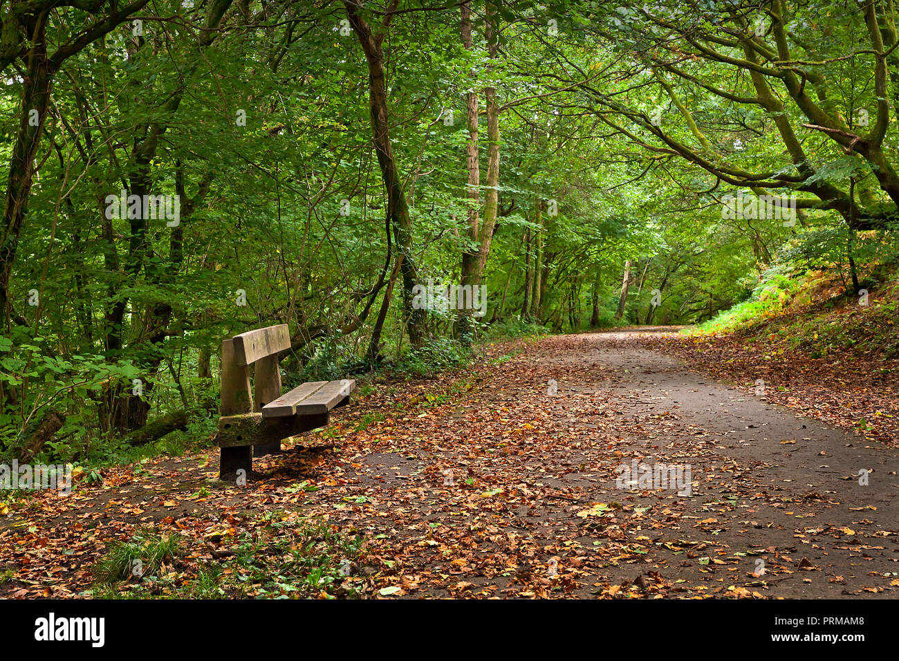 Woodland walk with dappled light in early Autumn, Wales,UK Stock Photo