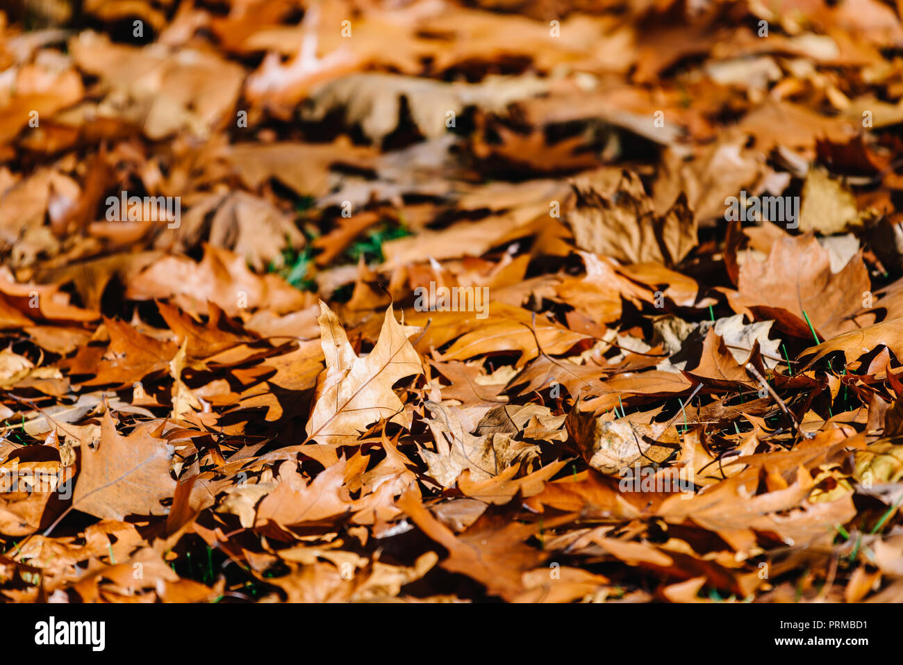 Red autumn leaves background hi-res stock photography and images - Alamy