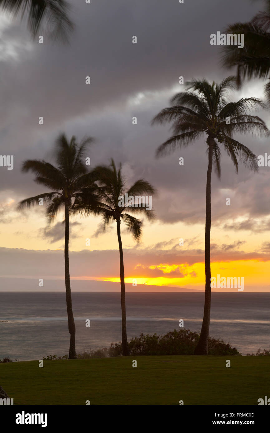 Palm trees along the rocky coastline at Napili Point at sunset in Maui, Hawaii. Stock Photo