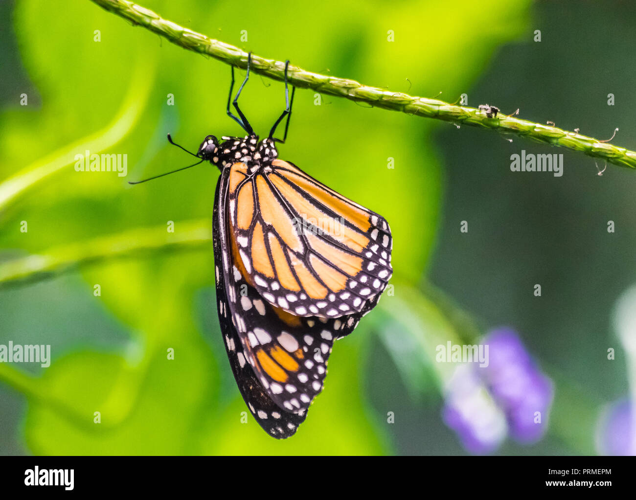 Monarch butterfly hanging upside down hires stock photography and
