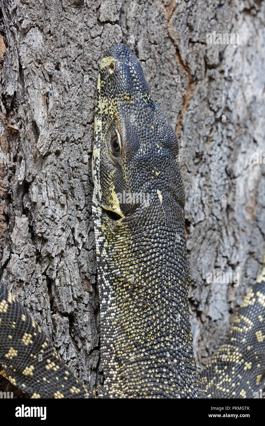 Goanna or Monitor Lizard in a tree in Far North Queensland Australia