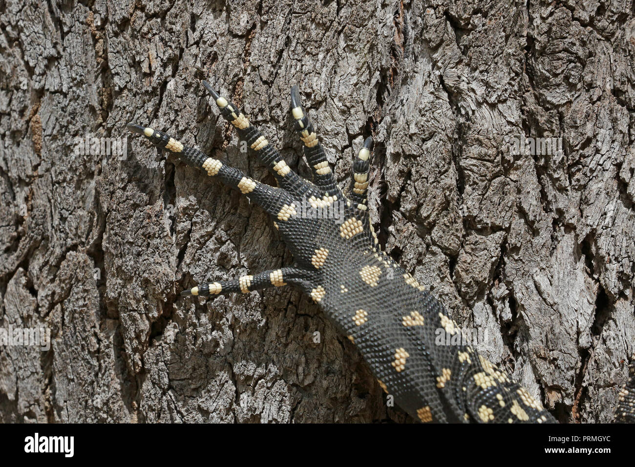 Foot of a Goanna or Monitor Lizard in Far North Queensland Australia