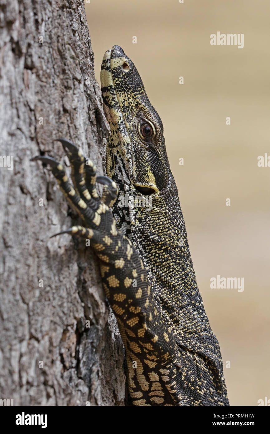 Goanna Lizard Australia High Resolution Stock Photography and Images