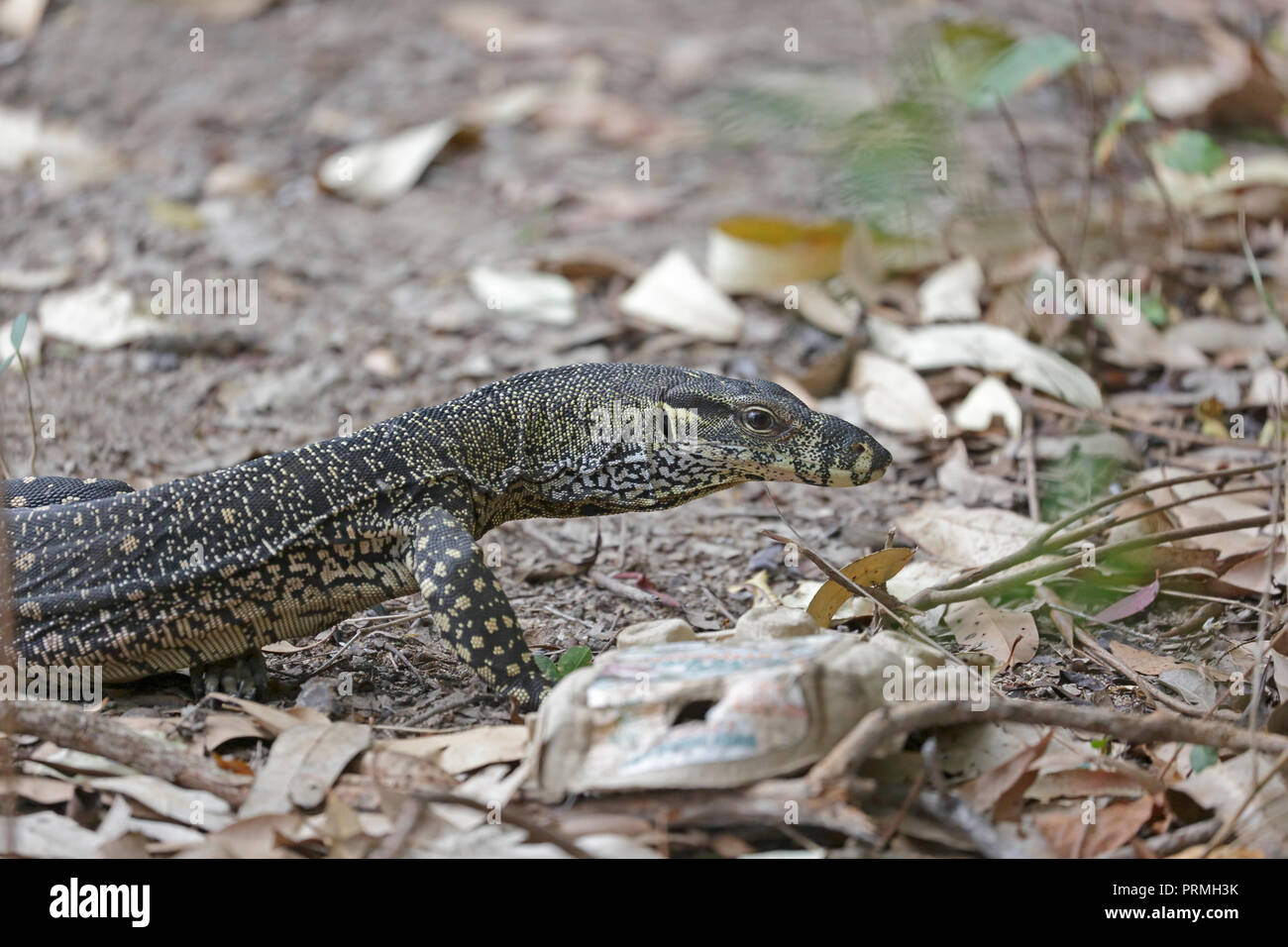 Goanna or Monitor Lizard in Far North Queensland Australia Stock Photo