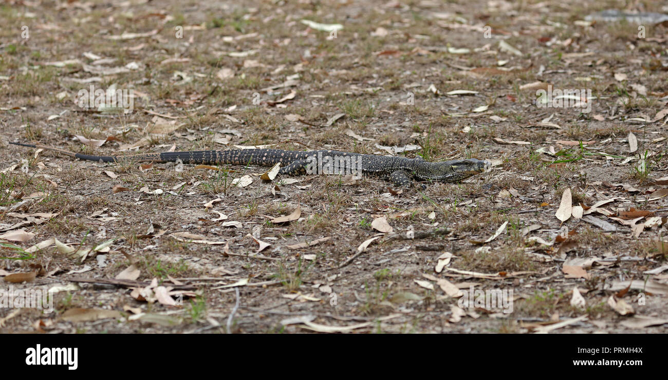 Goanna or Monitor Lizard in Far North Queensland Australia Stock Photo