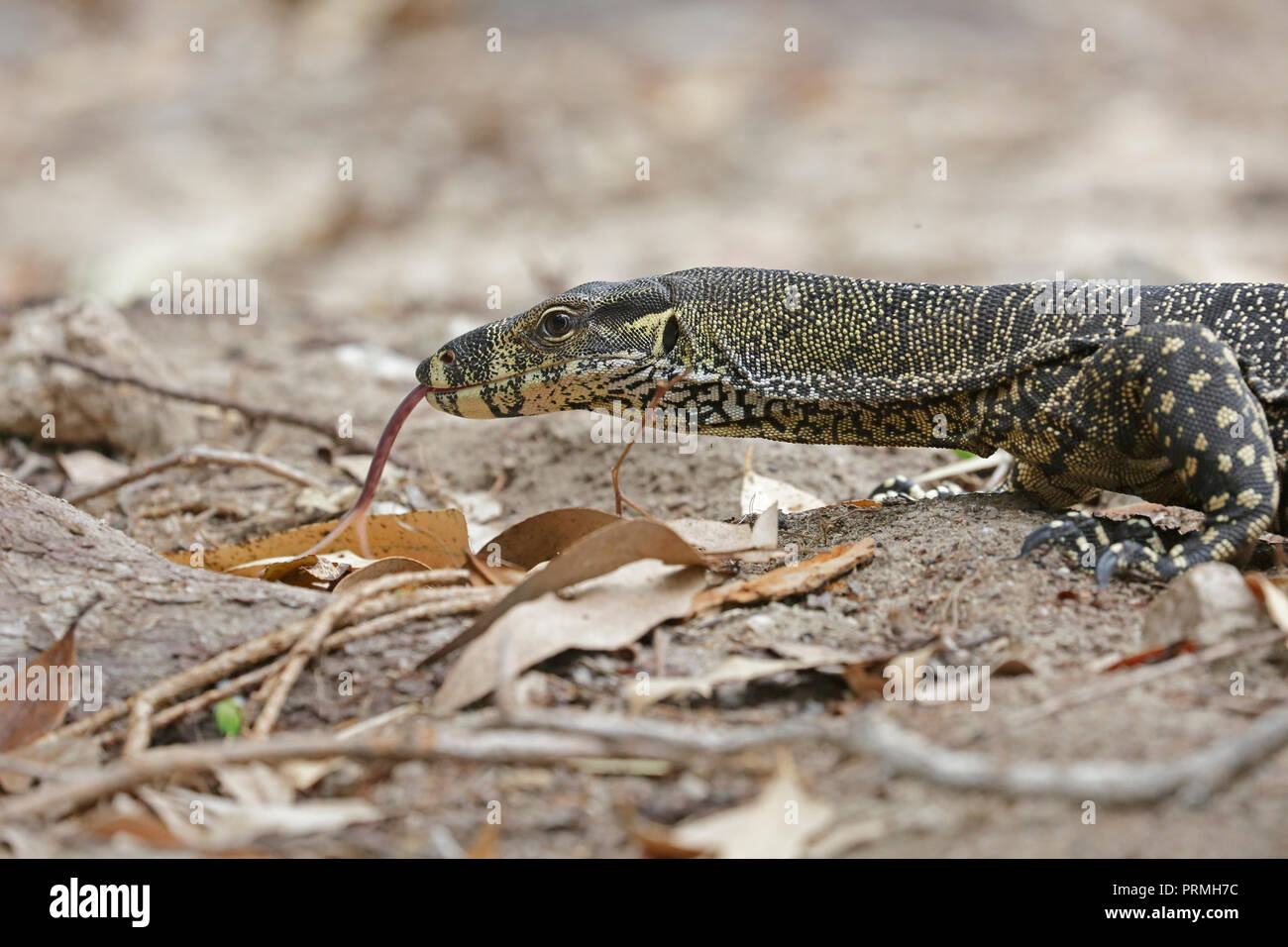 Goanna or Monitor Lizard in Far North Queensland Australia Stock Photo