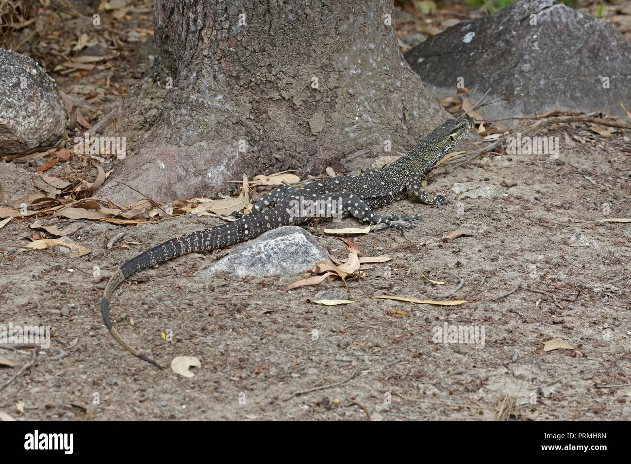 Goanna or Monitor Lizard in Far North Queensland Australia Stock Photo