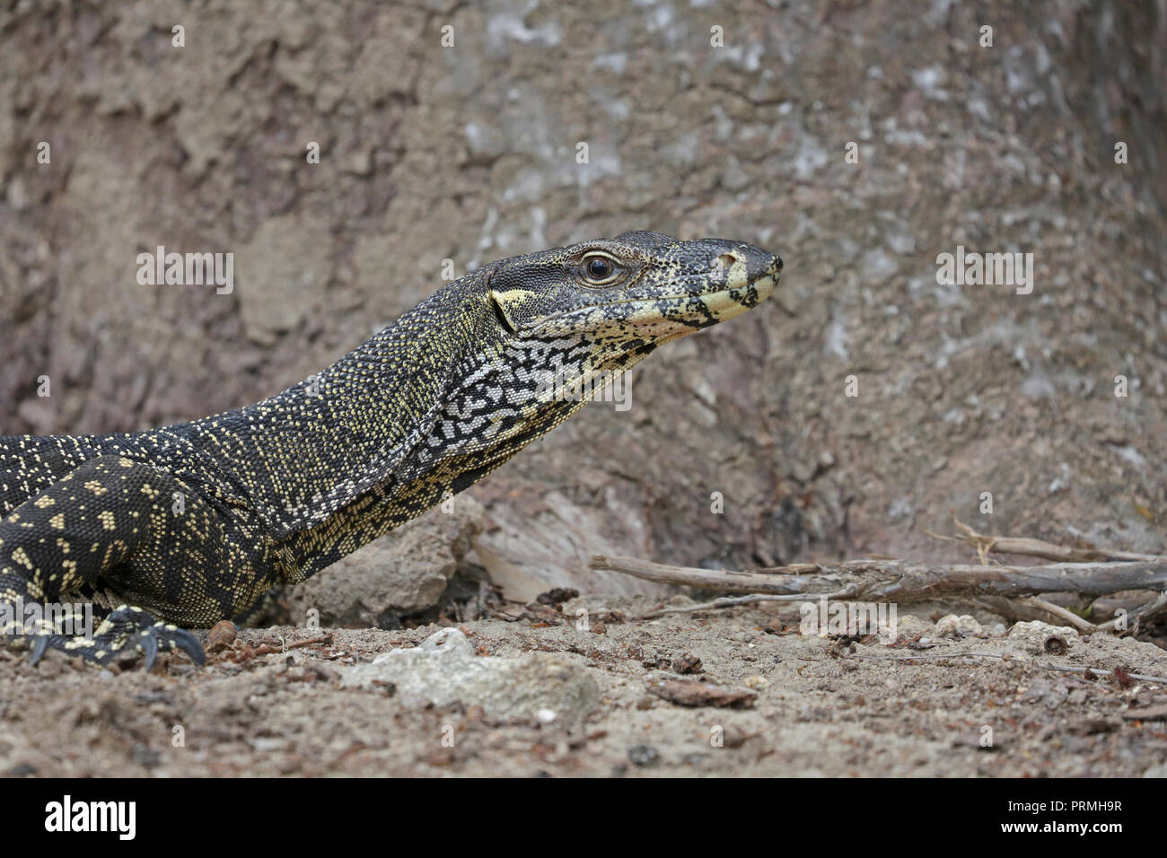 Goanna Lizard Australia High Resolution Stock Photography and Images