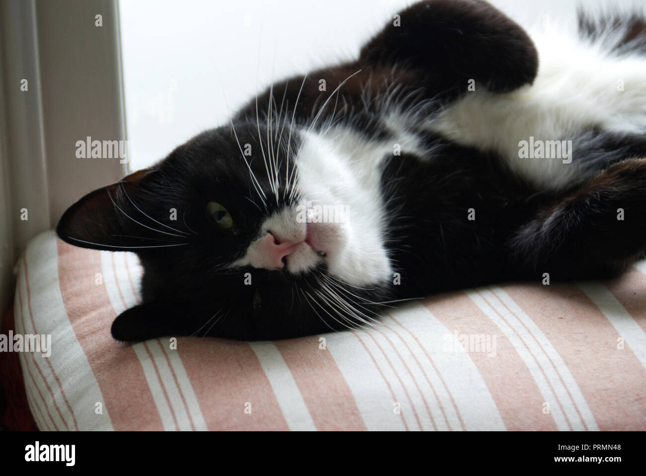 Black and white cat relaxing on cushion Stock Photo - Alamy
