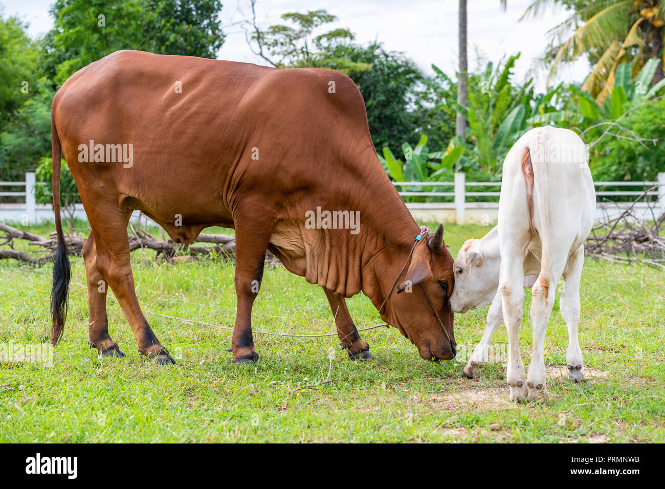 Brahman cow calf hi-res stock photography and images - Alamy