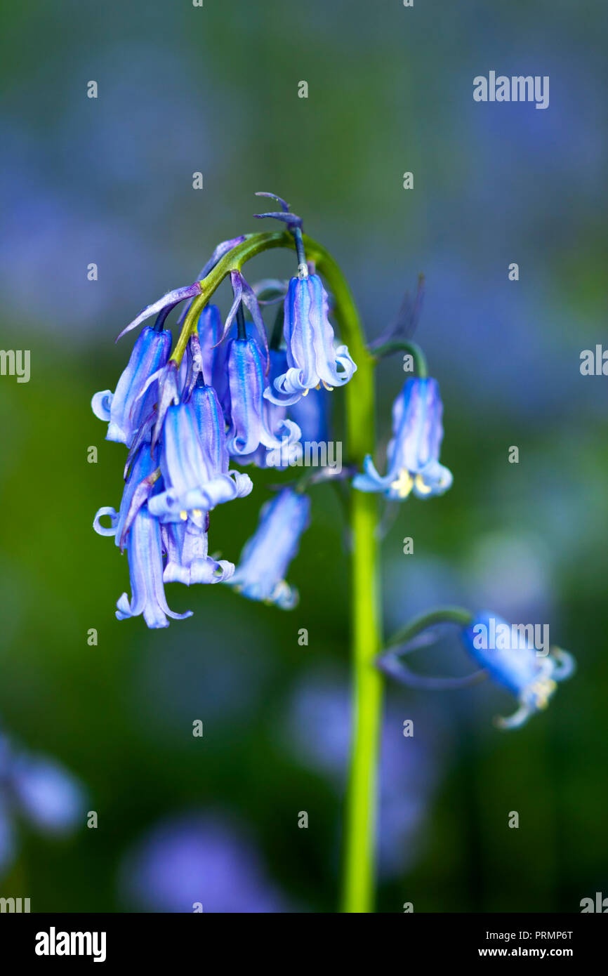A single bluebell against a blurred sea of flowers Stock Photo